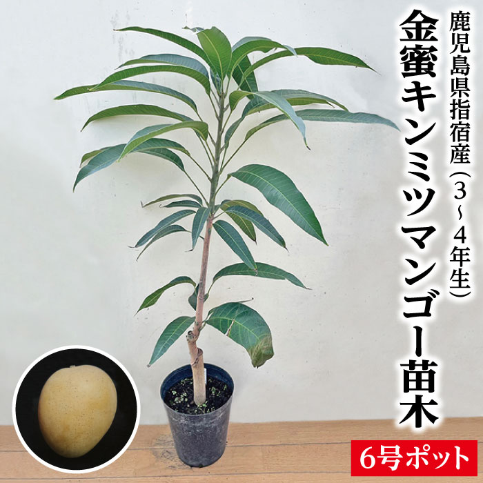 即納！最大半額！ マンゴー苗 苗 10号サイズの大苗 リリー 品種