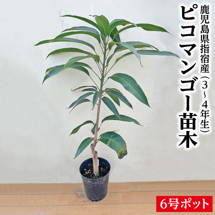 金蜜　キンミツ　マンゴー苗　10号サイズ imgrc0120363374.jpg