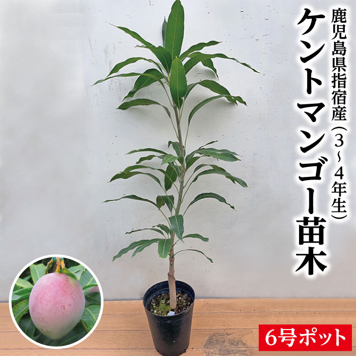 マンゴー苗　レッドキーツ　接木苗 赤キーツマンゴー 接木苗 6，800円