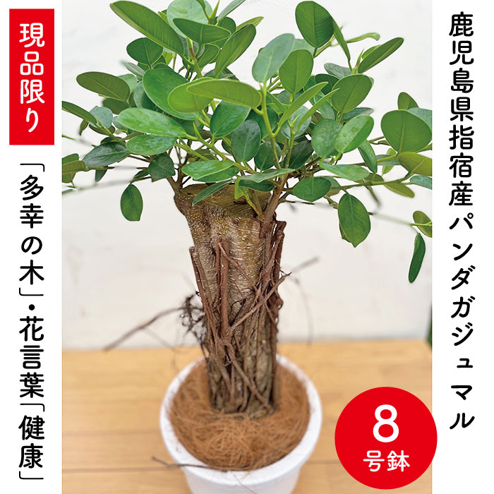 1点限り パンダガジュマル 8号サイズリン鉢 背丈約70cm 観葉植物 指宿産 鹿児島県産 指宿 グリーン 観葉 植物 パンダ ガジュマル ギフト 贈り物 Fmcholollan Org Mx