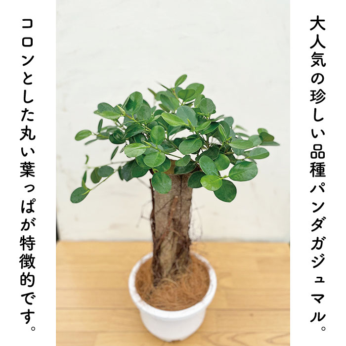 1点限り パンダガジュマル 8号サイズリン鉢 背丈約70cm 観葉植物 指宿産 鹿児島県産 指宿 グリーン 観葉 植物 パンダ ガジュマル ギフト 贈り物 Butlerchimneys Com