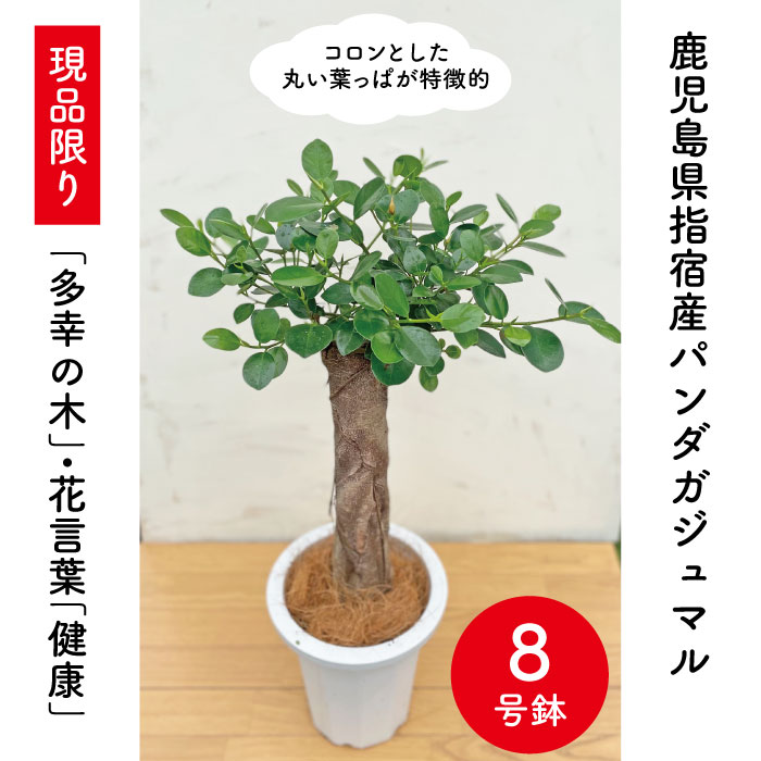 楽天市場 1点限り パンダガジュマル 8号サイズリン鉢 背丈約85cm 観葉植物 指宿産 鹿児島県産 指宿 グリーン 観葉 植物 パンダ ガジュマル ギフト 贈り物 ギフト 御歳暮 お歳暮 特産品 鹿児島特産品 指宿特産品 指宿特産品ショップ