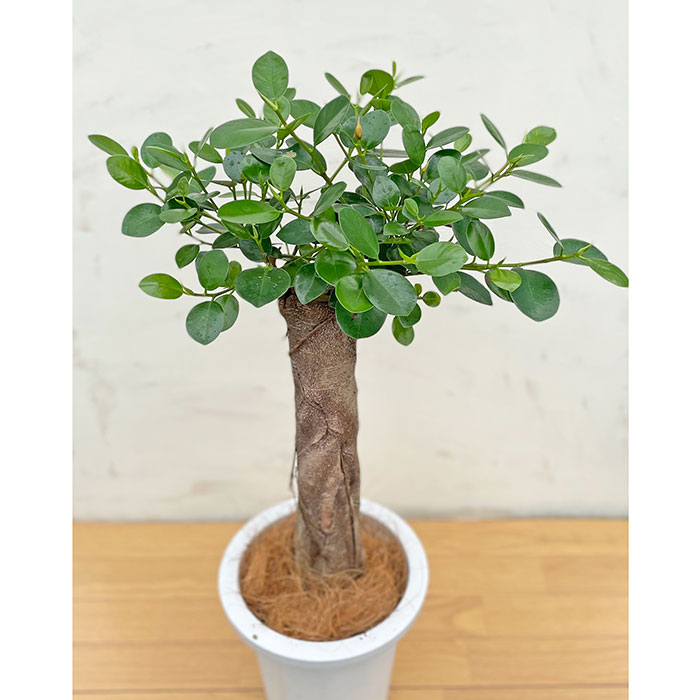 1点限り パンダガジュマル 8号サイズリン鉢 背丈約85cm 観葉植物 指宿産 鹿児島県産 指宿 グリーン 観葉 植物 パンダ ガジュマル ギフト 贈り物 septicin Com