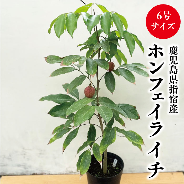 楽天市場】☆希少レア☆国産ライチ苗木☆数量限定☆【高級品種！ジャカ