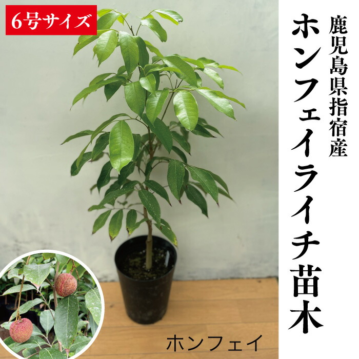 大勧め ブルースター15ｃｍポット 1本 植木 苗 honda.attanslot.cz