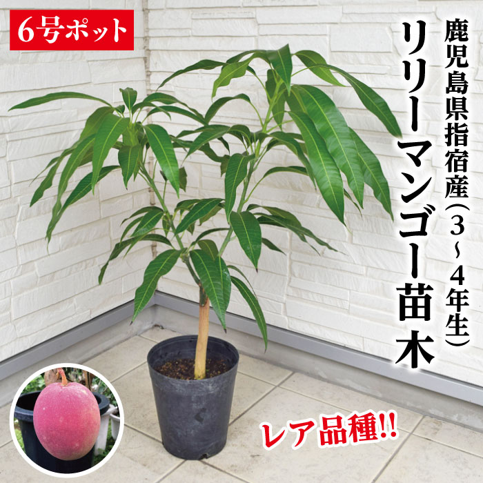 玉文　マンゴー苗　6号サイズ マンゴー苗 【玉文6号】 接木苗 2年生 21cmポット 熱帯果樹苗
