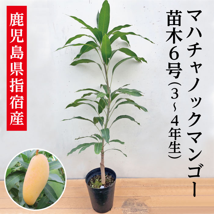マンゴー苗 【玉文6号】 接木苗 2年生 21cmポット 熱帯果樹苗