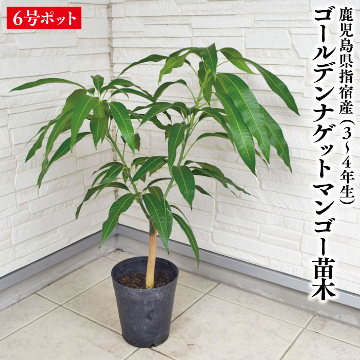 楽天市場】☆希少☆レア☆数量限定☆【キンコウマンゴー苗木1本
