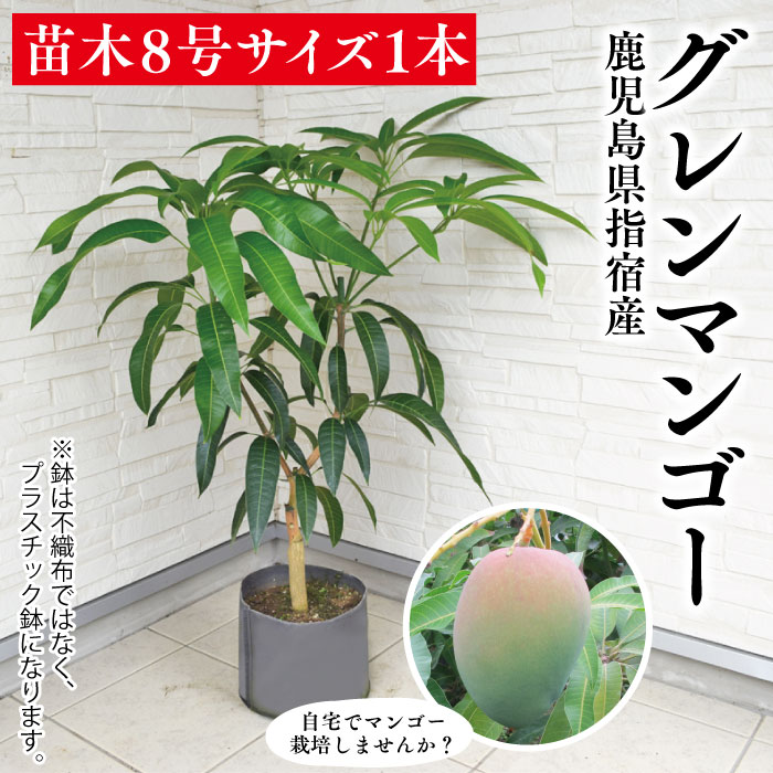 マンゴー苗 苗 苗木 マンゴー グレン ギフト 御歳暮 お歳暮 特産品 鹿児島特産品 指宿特産品