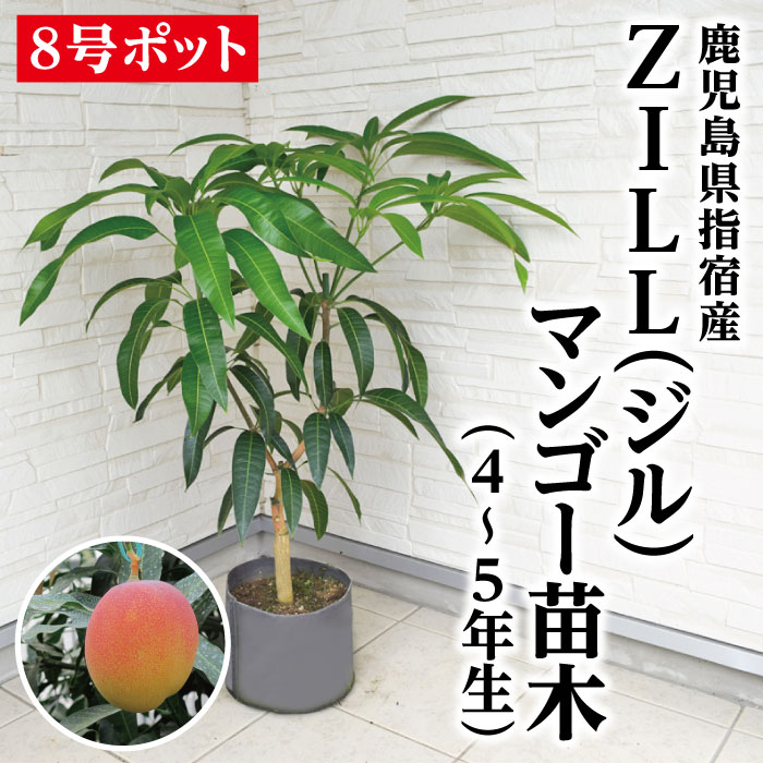 楽天市場】【鹿児島県 指宿産 紅キーツマンゴー苗木1本 4〜5年生 8号