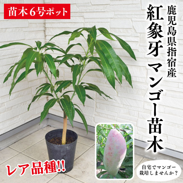 楽天市場】【鹿児島県 指宿産 マハチャノックマンゴー苗木1本 3