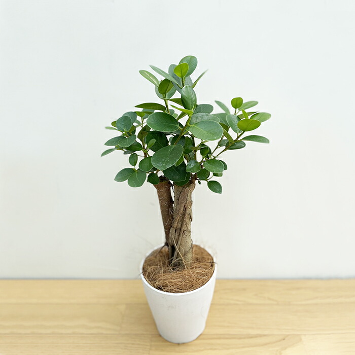 1点限り パンダガジュマル 5号サイズ 背丈約45cm 観葉植物 指宿産 鹿児島県産 指宿 グリーン 観葉 植物 パンダ ガジュマル ギフト 贈り物 Rvcconst Com