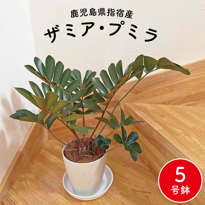 ザミアプミラ 5号サイズ 高さ約50cm 観葉植物 指宿産 鹿児島県産 指宿 グリーン 観葉 植物 ザミア ザミア プミラ Fmcholollan Org Mx