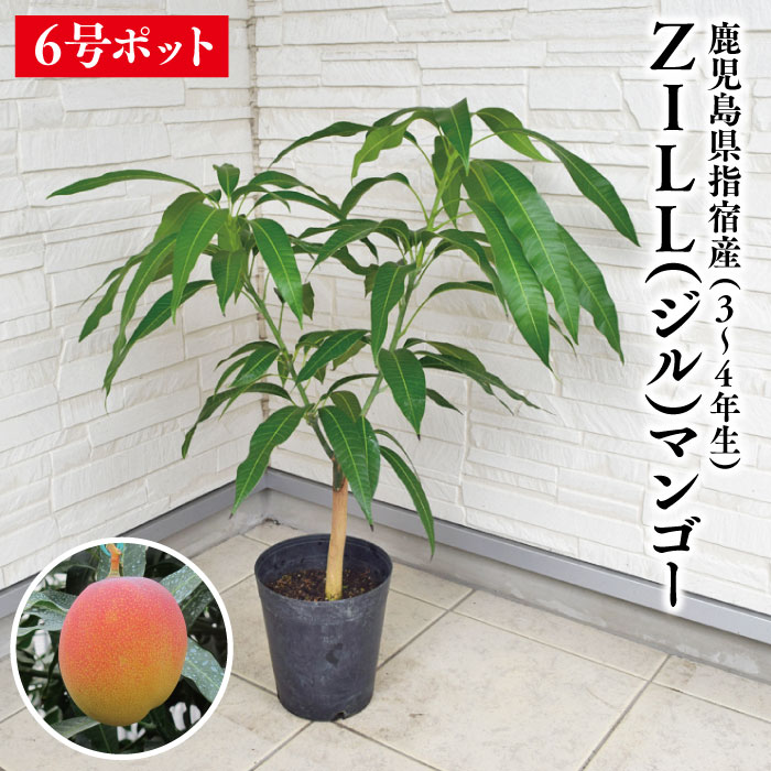 楽天市場】アップルマンゴー苗（アーウィン種）接木苗 マンゴー