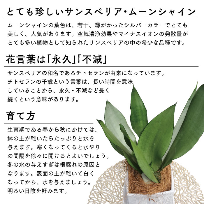 余鳥渡 稀有物種 サンスベリア ムーンシャイン 4号 量さ 略30cm 白妙片隅陶芸ボール 鹿児島県指宿 送料無料 部分エリアは送料別途加える サンスベリア ムーンシャイン 号 鹿児島 観葉草木 ファーニチャー パッティンググリーン 植物 中元 御中元 お中元 Hotjobsafrica Org