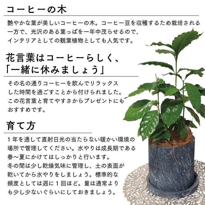 残りわずか コーヒーの木 5号 高さ 約50cm ダークグレー高級鉢 鹿児島県指宿 送料無料 一部地域は送料別途加算 コーヒーノキ コーヒー 号 鹿児島 観葉植物 インテリア グリーン 植物 Educaps Com Br