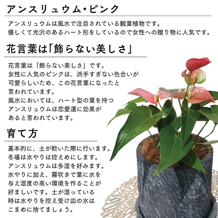 残りわずか アンスリュウム ピンク 5号 高さ 約50cm ダークグレー高級鉢 鹿児島県指宿 送料無料 一部地域は送料別途加算 アンスリウム アンスリューム ピンク 号 鹿児島 観葉植物 インテリア グリーン 植物 Spcwoensel Nl