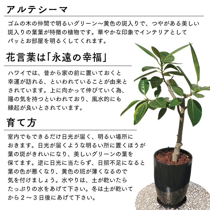 楽天市場 現品限り フィカス アルテシーマ 6号 高さ 約70cm ブラック陶器鉢 鹿児島県指宿 送料無料 一部地域は送料別途加算 アルテシマ フィカス ６号 鹿児島 観葉植物 インテリア グリーン 植物 指宿特産品ショップ