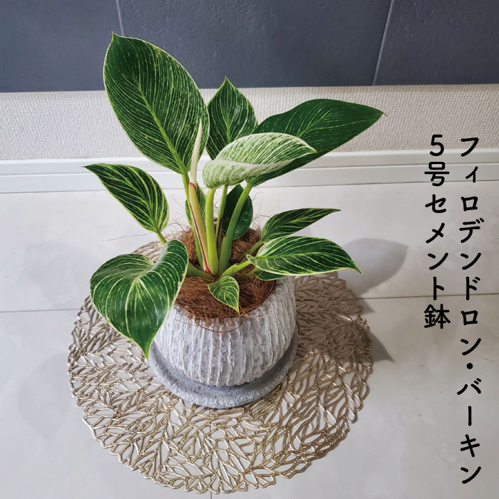 楽天市場 フィロデンドロン バーキン ５号セメント鉢 鹿児島県指宿 送料無料 一部地域は送料別途加算 鹿児島 新築祝いに 指宿特産品ショップ