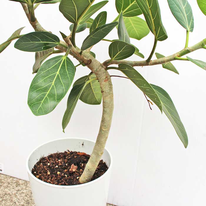 観葉植物 フィカス ベンガレンシス 7号鉢 鉢底より60 90cm 受皿 育て方マニュアル付き 鹿児島県産 指宿 御祝 新築祝 開店祝い インテリア 室内インテリア 送料無料 一部地域は送料別途加算 Educaps Com Br