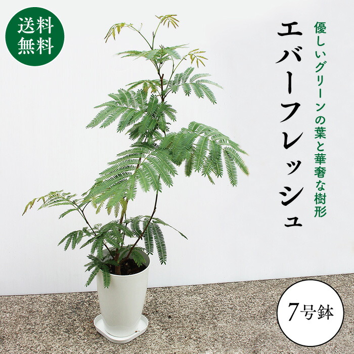 まれ 観葉植物 エバーフレッシュ 7ナンバー野ざらし 鉢底ぐっと70 90cm 受皿 育て方取扱説明書付添い 鹿児島県御産 指宿 御慶祝 建造祝 開店祝賀 中元 御中元 お中元 送料無料 パーツ地方は送料別途併せる Hotjobsafrica Org