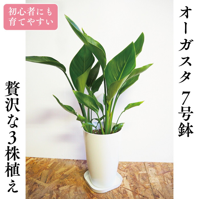 楽天市場 観葉植物 オーガスタ 7号鉢 贅沢な３株植え 鉢底より約70 80cm 受皿 育て方マニュアル付き 鹿児島県産 指宿 御祝 新築祝 開店祝い 初心者向け 育てやすい 送料無料 一部地域除く 指宿特産品ショップ