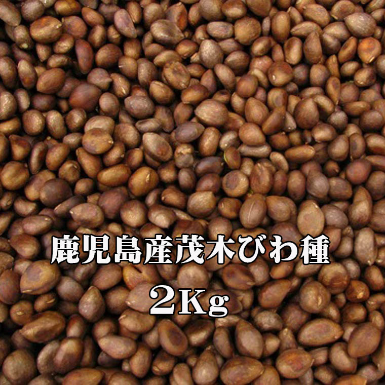 楽天市場】枇杷の種 2kg アミグダリン びわ 種 びわのたね 種