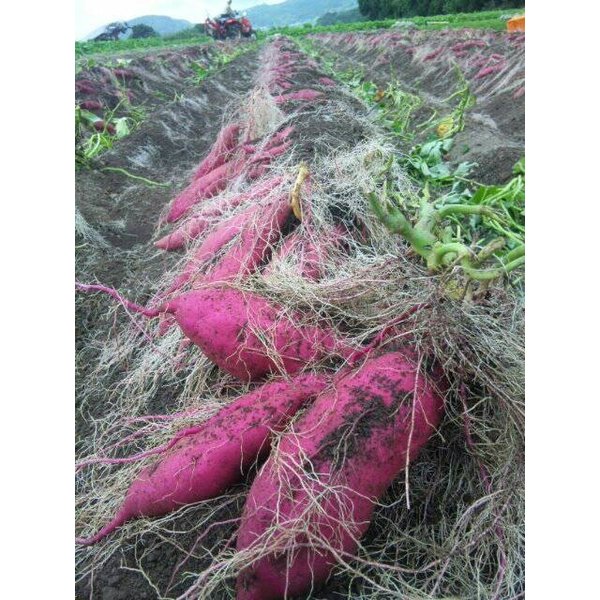 さつまいも鹿児島紅はるか送料無料5kgべにはるか蜜芋サツマイモ5キロLサイズA品