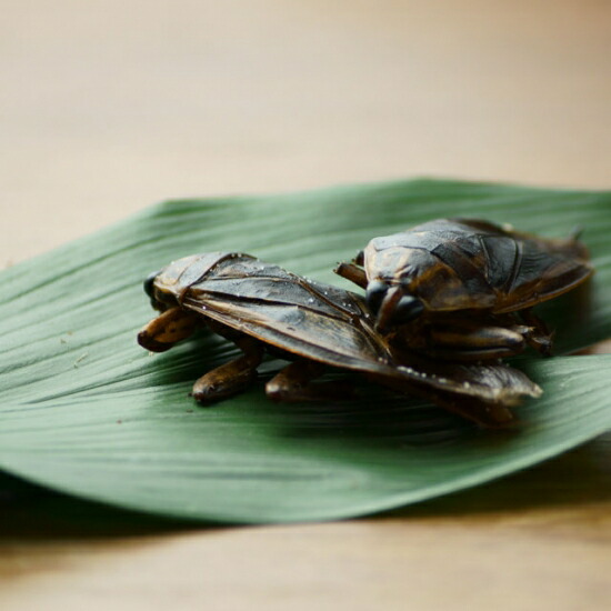 楽天市場 昆虫食 タガメ 2匹入り Takeo タイ パーティーグッズ 食べ物 食品 面白グッズ 面白いお菓子 プレゼント 昆虫 スナック 食用 ジャイアントウォータースコーピオン ユーチューバーグッズ Youtube 流行 ブーム 昆虫スナック アイカカ 楽天市場店