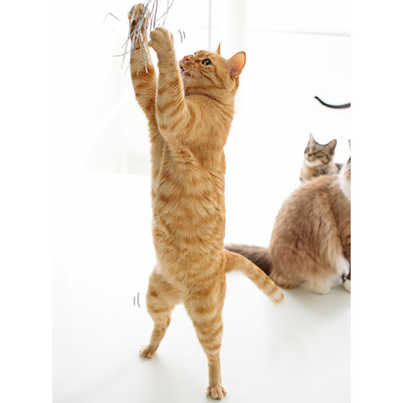 flying cat toy