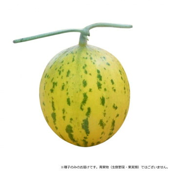 小林種苗 メロン種子 おてがるテンテン　8447　100粒【代引不可】