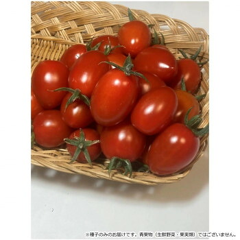 【当選確からしさ1/2！最大限度100%尖んがりうしろ側 11日1:59迄】 小林種苗 ミニ赤なす内果皮 TYプリモ頬べに 9359 1000粒【代引不可】