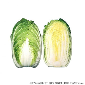 小林種苗 ハクサイ種子 CR黄華　5454　コートL5000粒【代引不可】