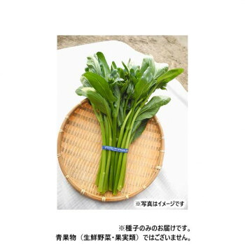 小林種苗 ナバナ内果皮 アスパラッチェ  5509 1デシリットル【代引不可】