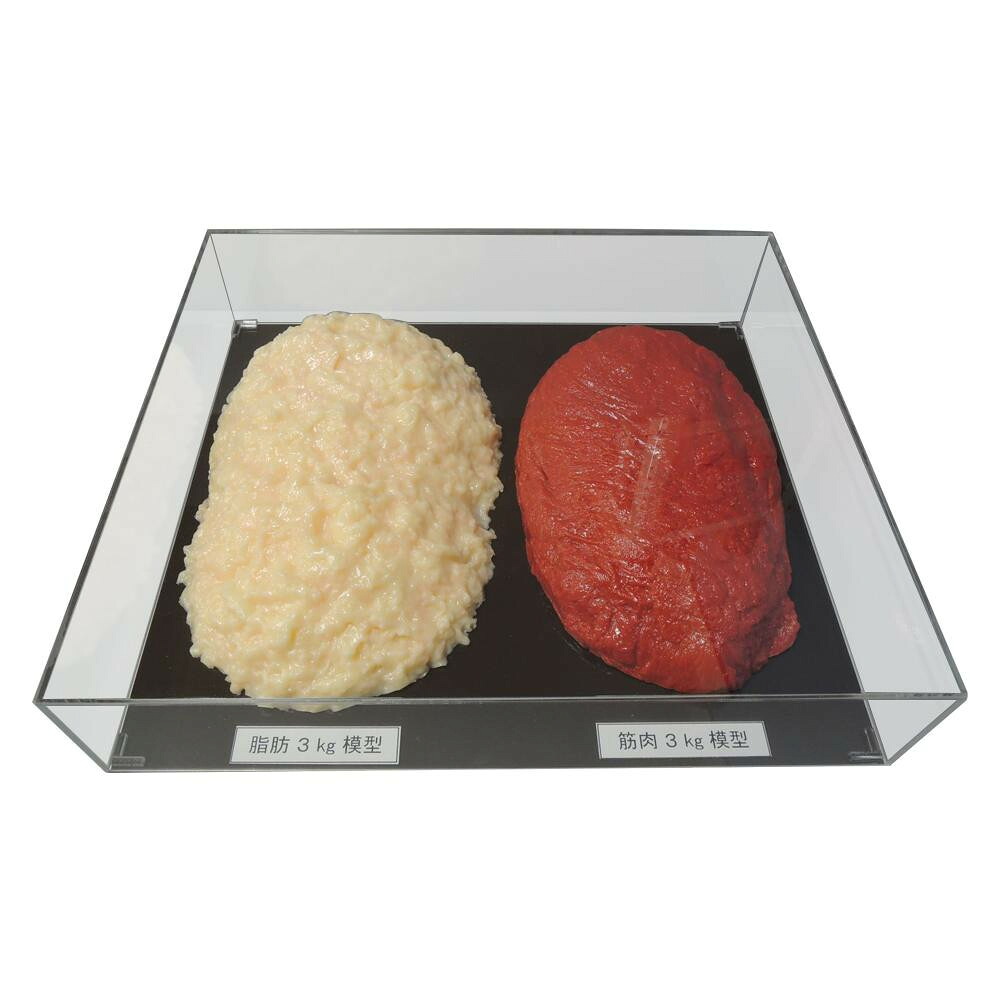脂肪/筋肉対比セット(アクリルケース入)3kg IP-984【同梱・代引き不可】