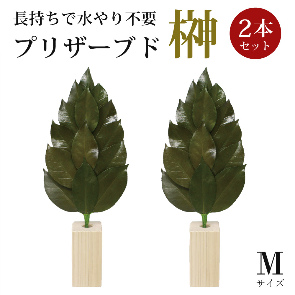 【楽天市場】【当選確率1/2!最大100%ポイントバック】 榊 Mサイズ 2本セット 榊立て付き プリザーブド加工 榊 椿葉 神棚用 神具 ...