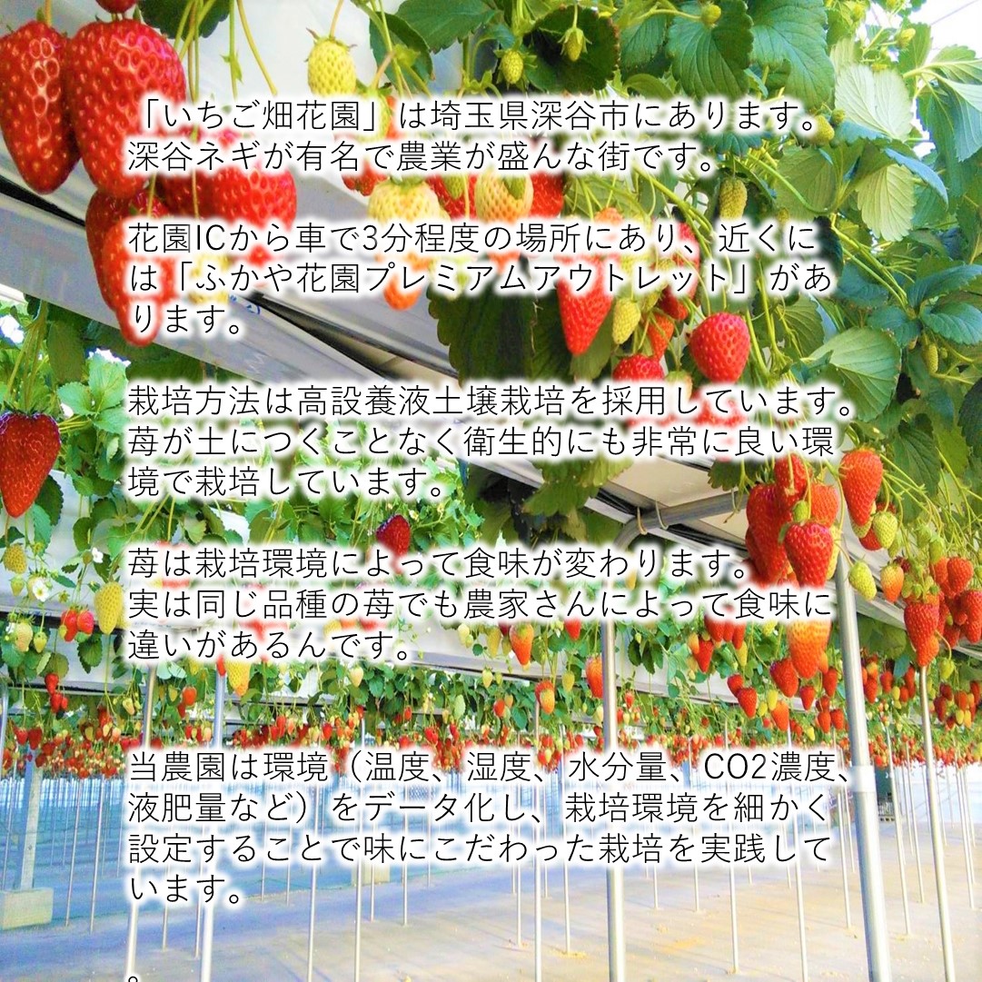 農園直送】あまりん 2パック 500グラム 16粒〜30粒 いちご イチゴ 苺
