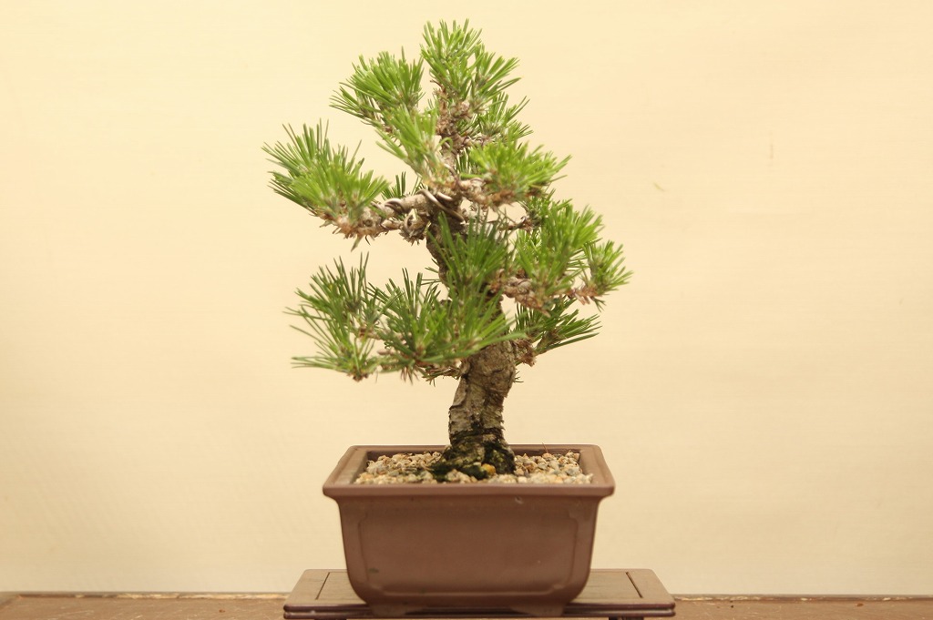 根っ子 壱樹園 黒松 小品文盆栽 樹齢 老年期 Daemlu Cl