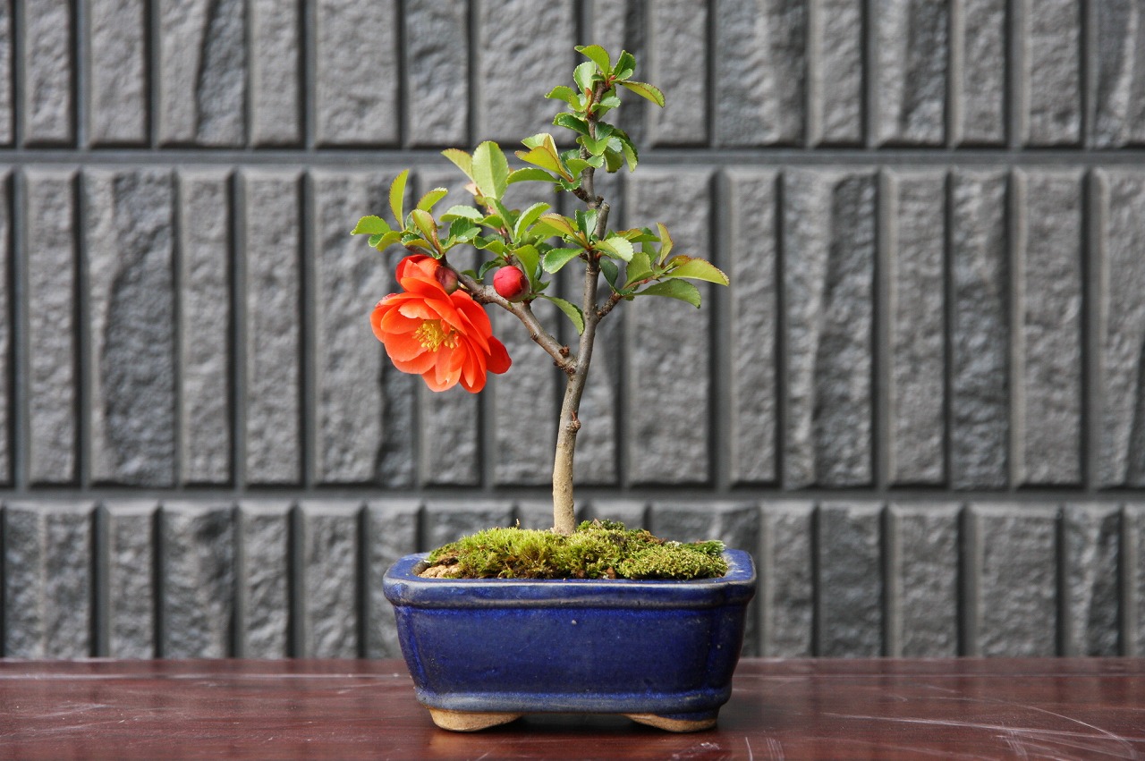 楽天市場】（株）一樹園 長寿梅 小品盆栽／樹齢6年 : 一樹園