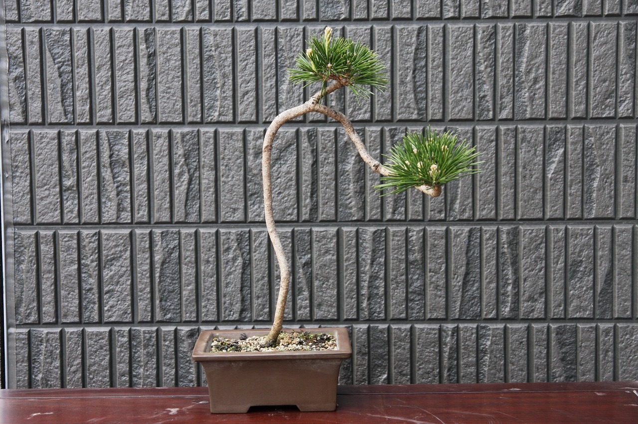 貴風盆栽黒松 楽天市場】（株）一樹園 黒松 貴風盆栽／樹齢20年 : 一樹園