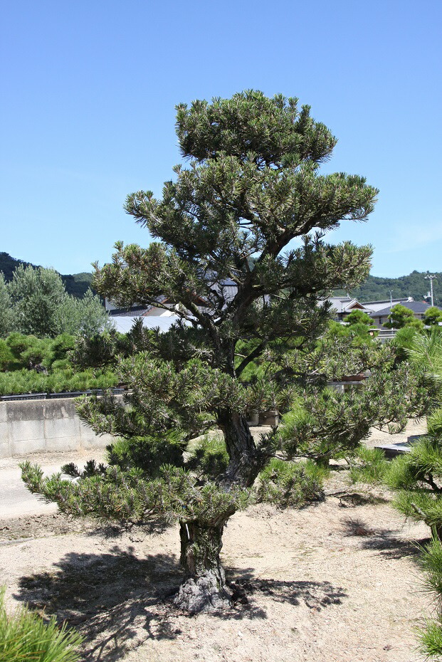 楽天市場】（株）一樹園 山採り黒松 大品盆栽／樹齢２００年 : 一樹園