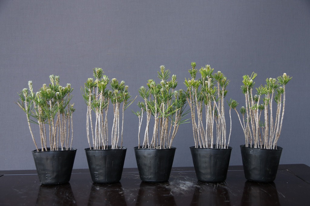 【貴風　糸魚川真柏盆栽】　　⭕良質素材、値引き不可❗ Yahoo!オークション - 糸魚川真柏 真柏盆栽 真柏 貴風