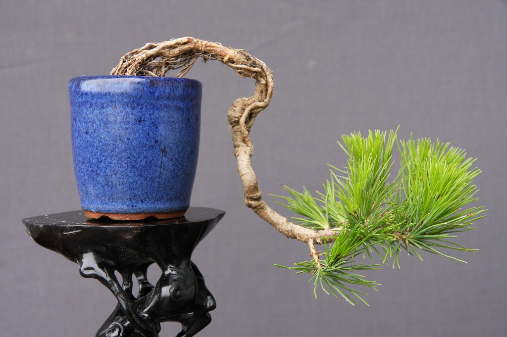 【貴風　糸魚川真柏盆栽】　　⭕良質素材、値引き不可❗ Yahoo!オークション - 糸魚川真柏 真柏盆栽 真柏 貴風