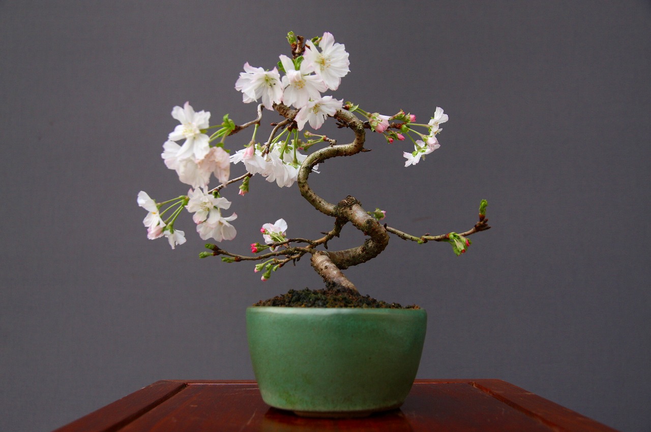 樹高9㎝　将来有望　古樹　楓　カエデ　小品盆栽　ミニ　真柏　黒松　五葉松　梅　桜 樹高9㎝ 将来有望 古樹 楓 カエデ 小品盆栽 ミニ 真柏 黒松 五葉松