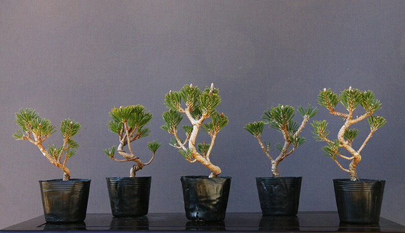 株式 ワン樹園 御祝いトーチ 冊子本組 点描盆栽 樹齢 歳次 Daemlu Cl