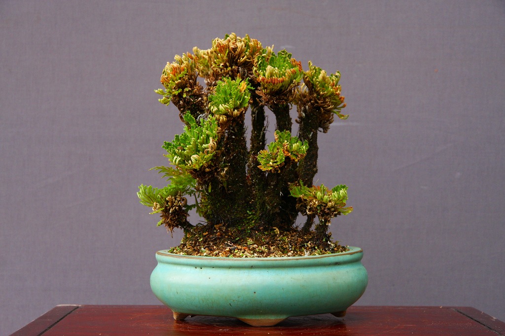 楽天市場 株 一樹園 山採り石鎚岩松 小品盆栽 樹齢30年以上 黒松五葉松真柏楓梅皐月欅植木蘭鉢お花お祝いプレゼント 一樹園 楽天市場 株 一樹園 山採り石鎚岩松 小品盆栽 樹齢30年以上 黒松五葉松真柏楓梅皐月欅植木蘭鉢お花お祝いプレゼント 一樹園