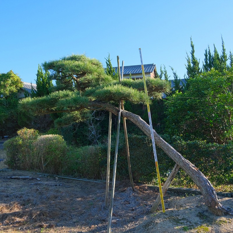 楽天市場】（株）一樹園 寿松 樹齢50年 植木 庭木 庭園樹 苗木 黒松 