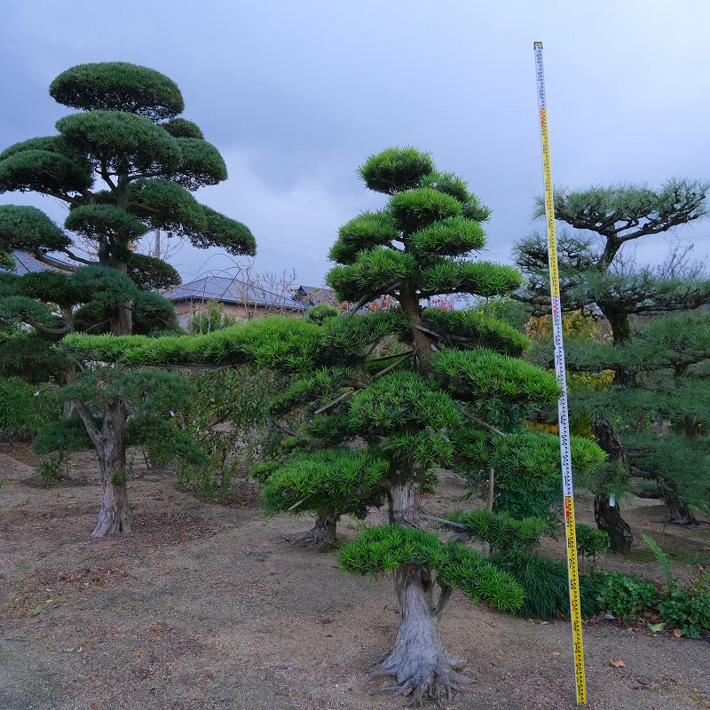 松　植木　庭木 楽天市場】（株）一樹園 宮島五葉松 庭木／樹齢150年 樹勢、根