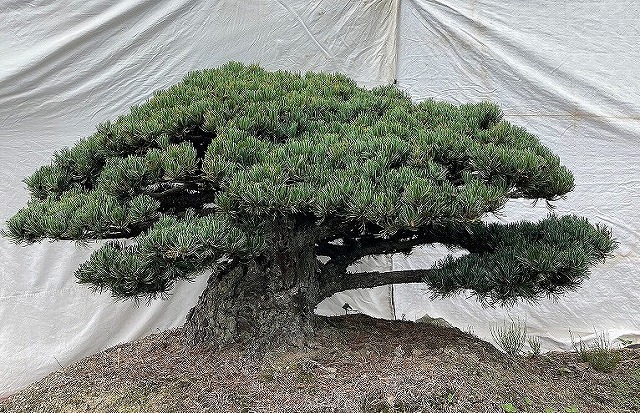 （株）一樹園   宮島五葉松    庭木／樹齢1５０年  樹勢、根思わしい