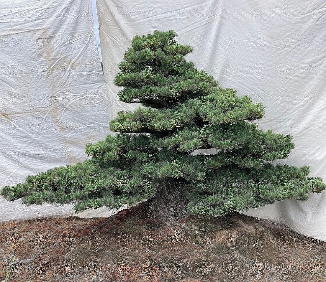 楽天市場】（株）一樹園 寿松 樹齢50年 植木 庭木 庭園樹 苗木 黒松 